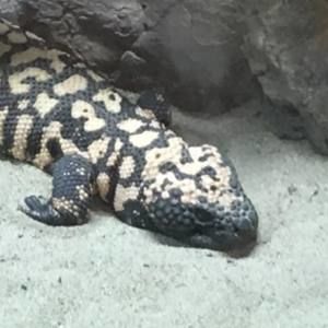 Meet your Posher, Jacob-big chungus